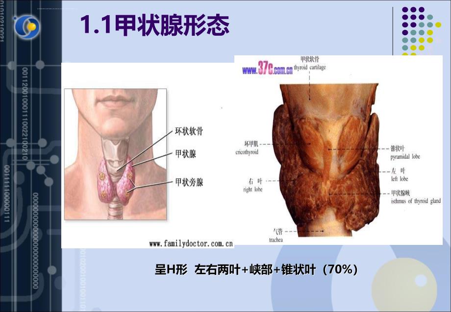 甲状腺功能检测的临床意义.ppt_第3页