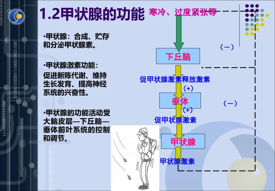 甲状腺功能检测的临床意义.ppt_第4页