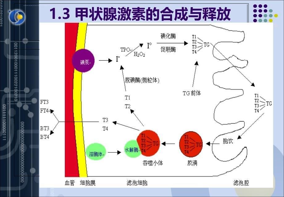 甲状腺功能检测的临床意义.ppt_第5页