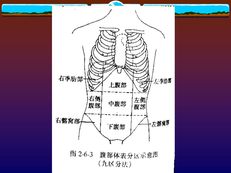 诊断学课件(腹部)_2.ppt_第4页