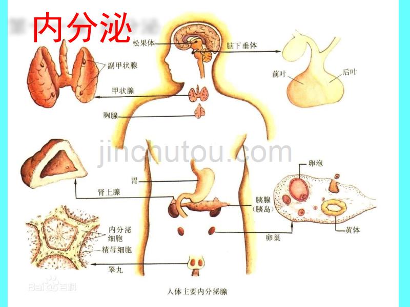 生理学内分泌(国家精品课件).ppt_第1页