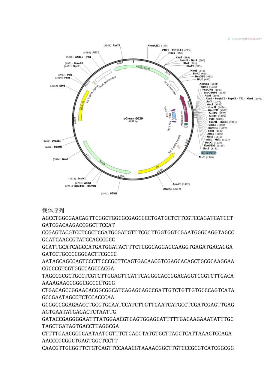 pgreen 0029植物表达载体_第2页