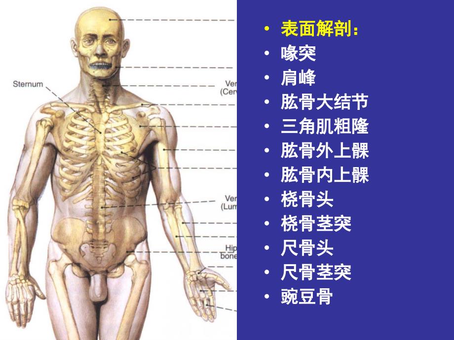 上肢前区颈前区腹前外侧壁局部解剖学.ppt_第2页