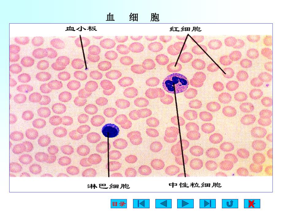 生理学课件-血液-ppt_2.ppt_第3页