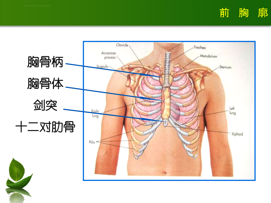 胸肺体查课件.ppt_第3页