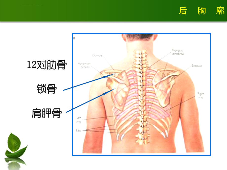 胸肺体查课件.ppt_第4页