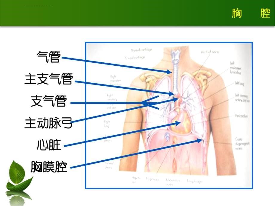 胸肺体查课件.ppt_第5页