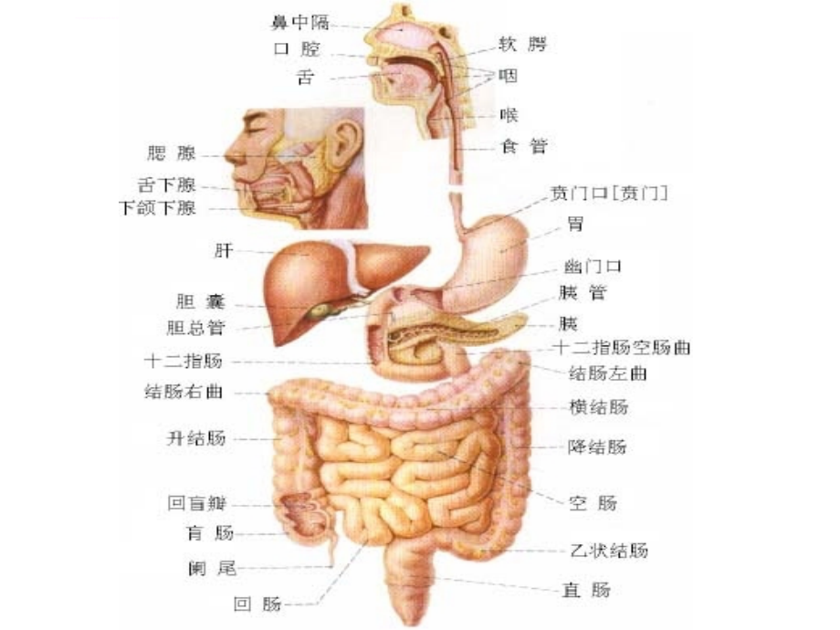 第一章幼儿各大系统特点及卫生保健_5.ppt_第3页