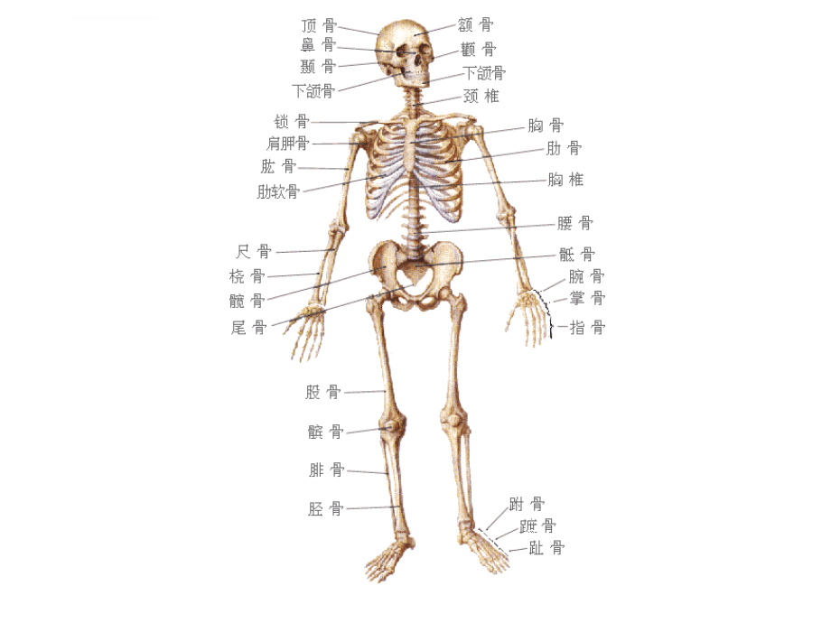 第一章幼儿各大系统特点及卫生保健_5.ppt_第4页