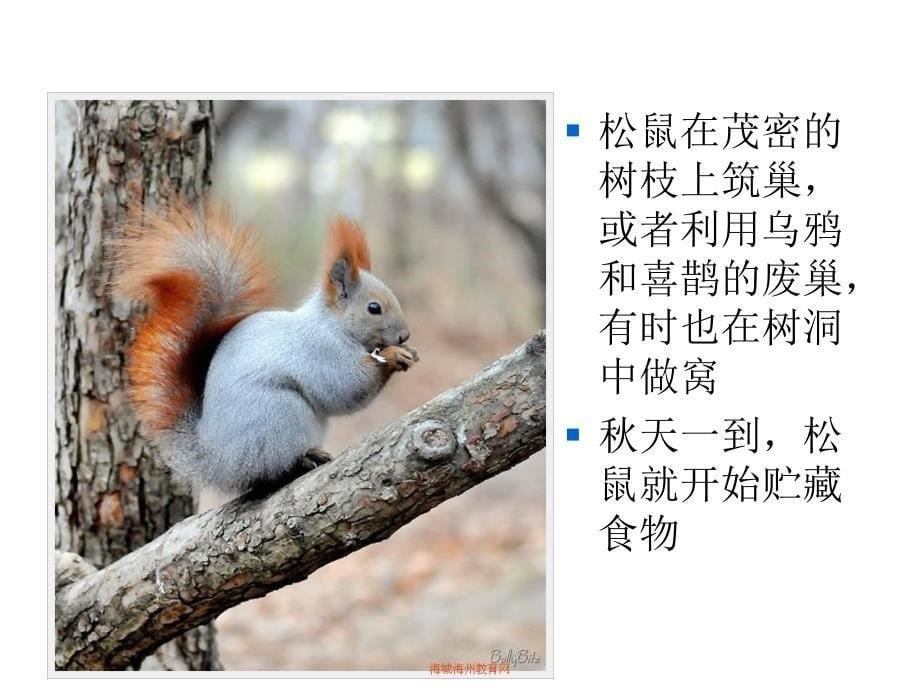 儿童画课件：松鼠.ppt_第5页