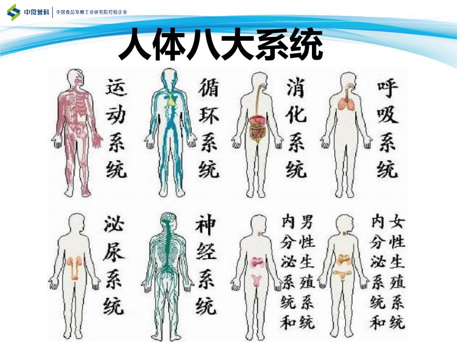 认识人体八大系统.ppt_第3页