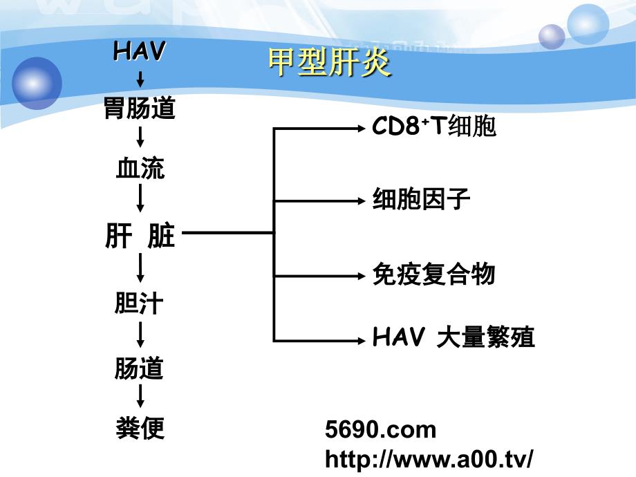 病毒性肝炎的详细课件ppt.ppt_第3页