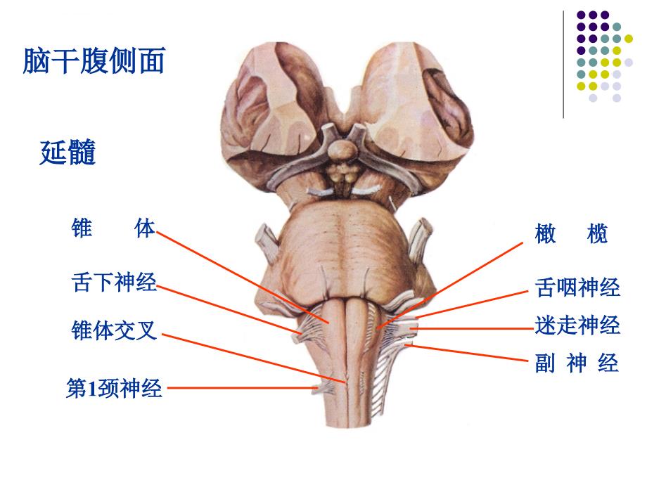 眩晕的诊治-ppt.ppt_第3页