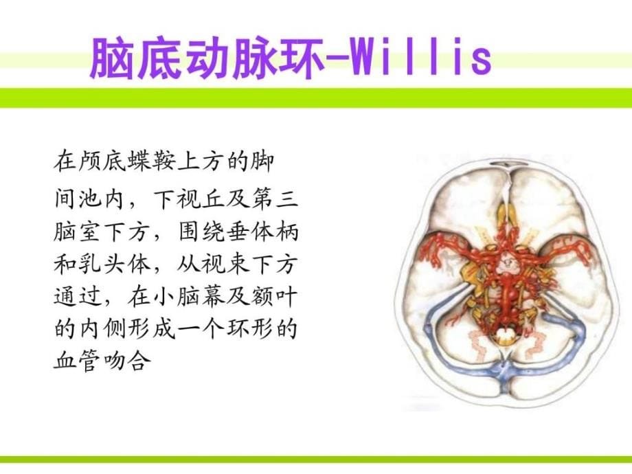 动脉瘤临床表现和治理_第5页