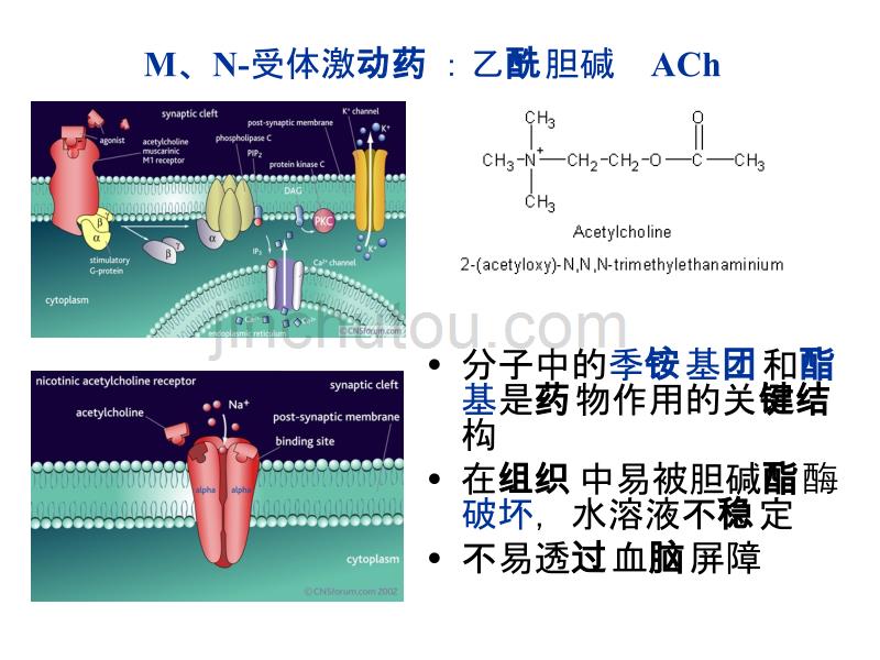 药理-胆碱受体激动和阻断药-江俊麟2012.9.ppt_第4页