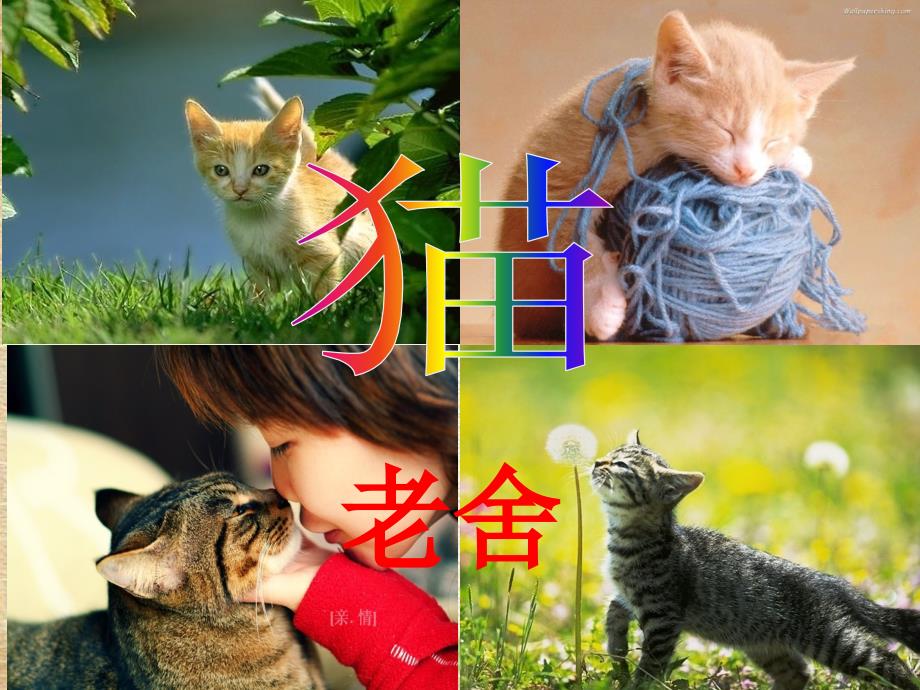 【公开课优质课课件】《猫》老舍(公开课课件).ppt_第3页