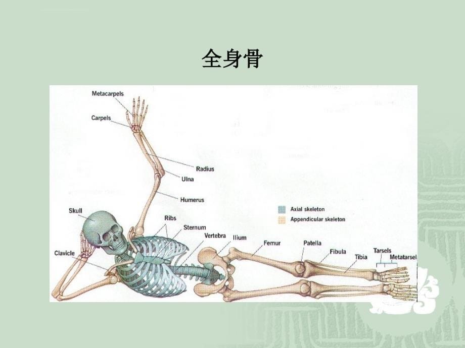 第三章---运动系统1_2.ppt_第5页