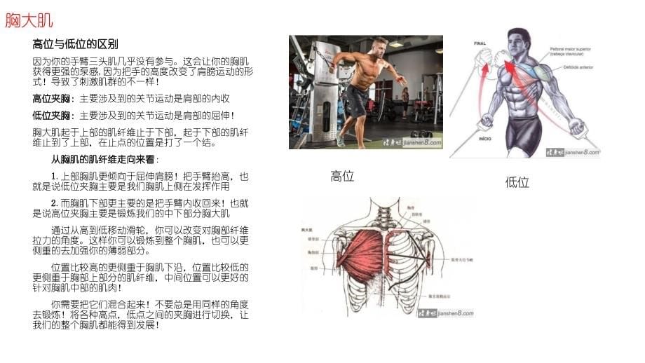 健身图解动图gif完整-胸大肌--胸肌中缝--腹直肌--腹外斜--肱二头肌--肱三头肌肌--前臂.ppt_第5页