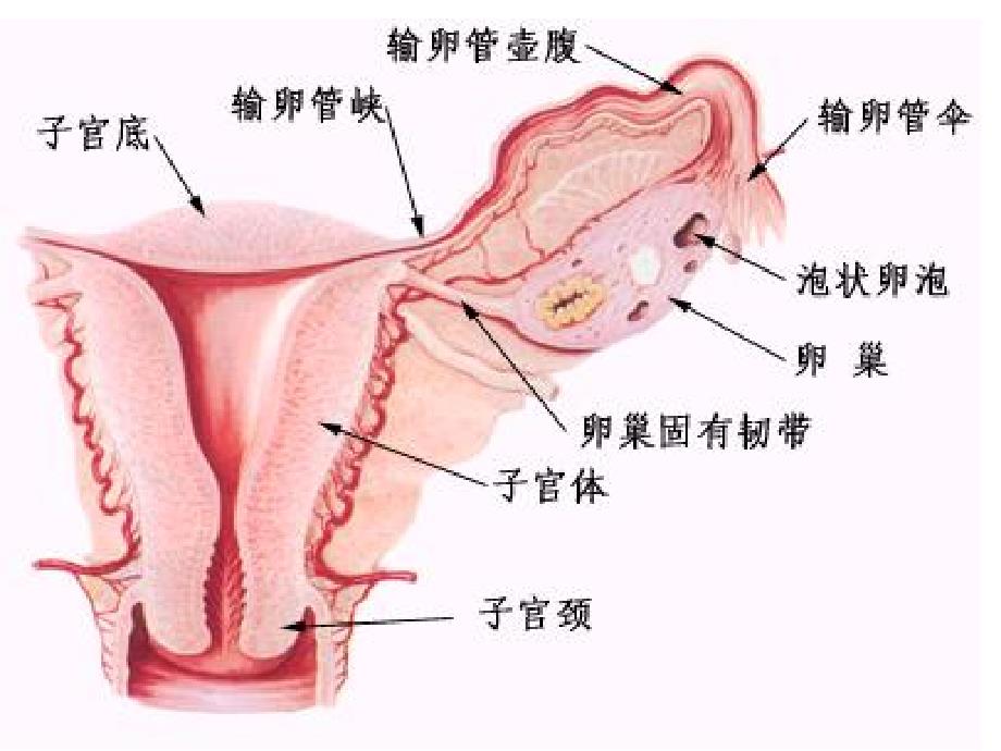 预科异常妊娠.ppt_第3页