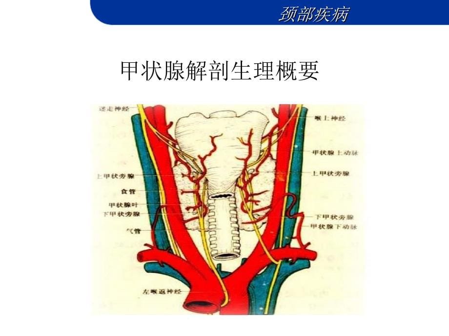 颈部疾病-——外科教学.ppt_第5页