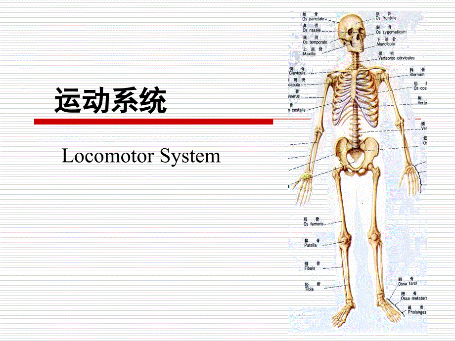 人体解剖学-运动系统.ppt_第1页