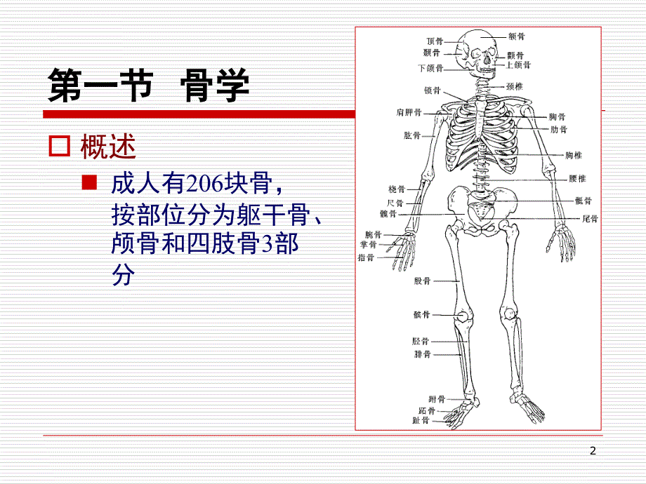 人体解剖学-运动系统.ppt_第2页