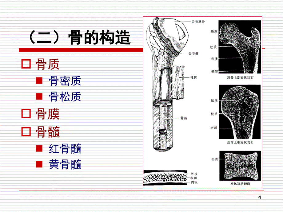 人体解剖学-运动系统.ppt_第4页