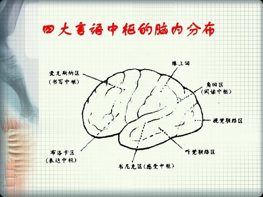 言语和吞咽功能障碍评定.ppt_第5页