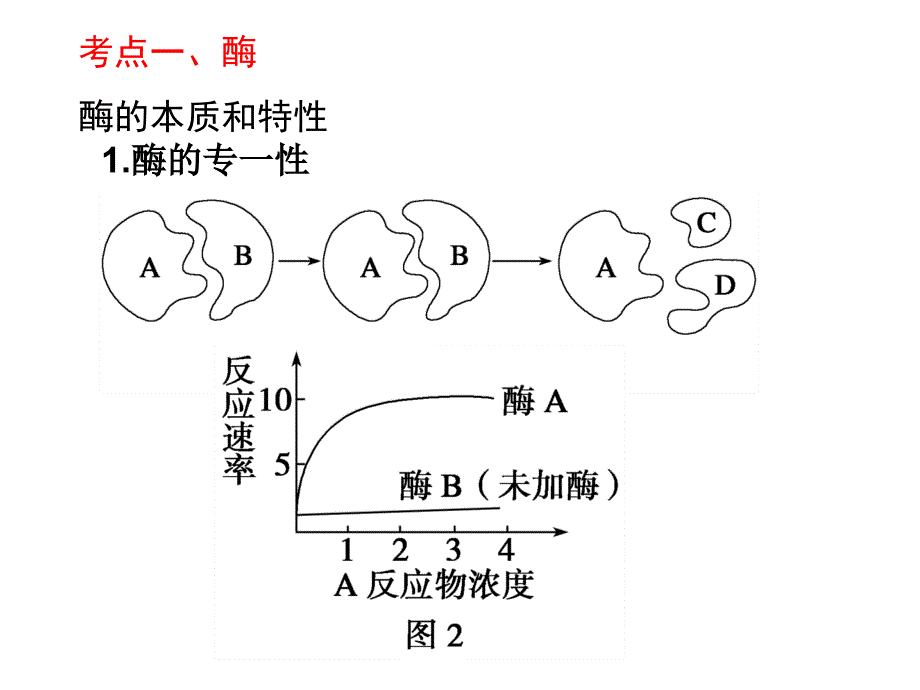 细胞代谢专题.ppt_第4页