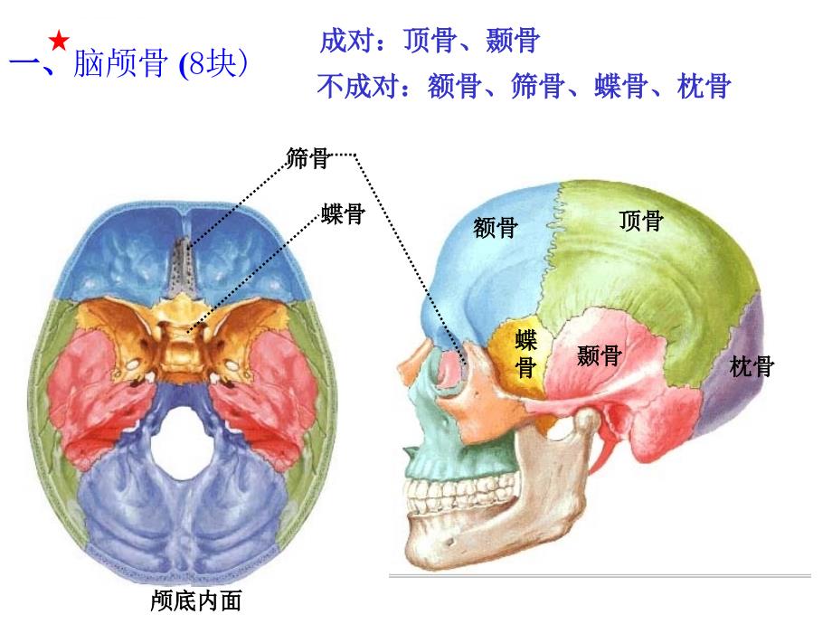 《人体解剖学》--颅骨.ppt_第3页
