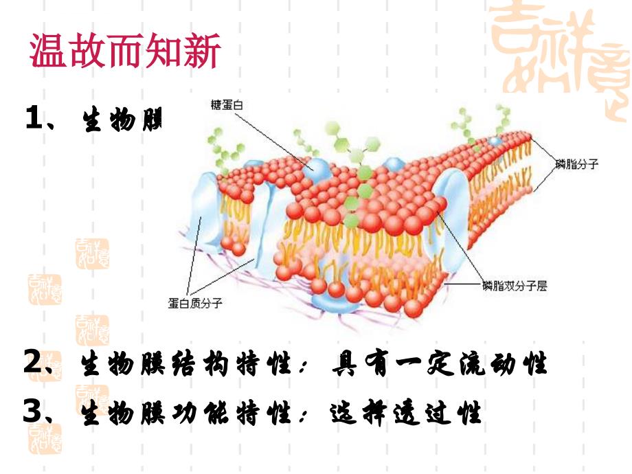 公开课物质跨膜运输的方式-ppt.ppt_第2页