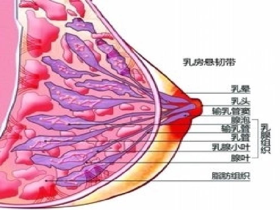 乳汁的生成与分泌.ppt_第4页