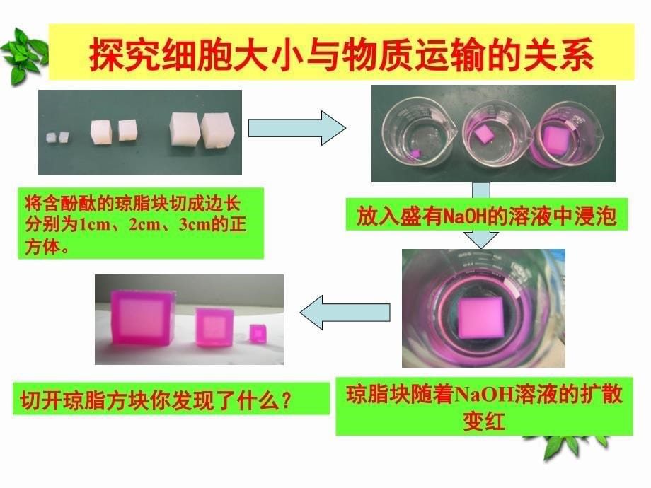 高中生物同步课件：6.1细胞的增殖(6)(人教版必修1)_第5页