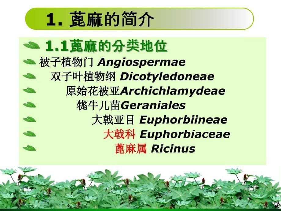 绿色油田蓖麻(2)_第5页