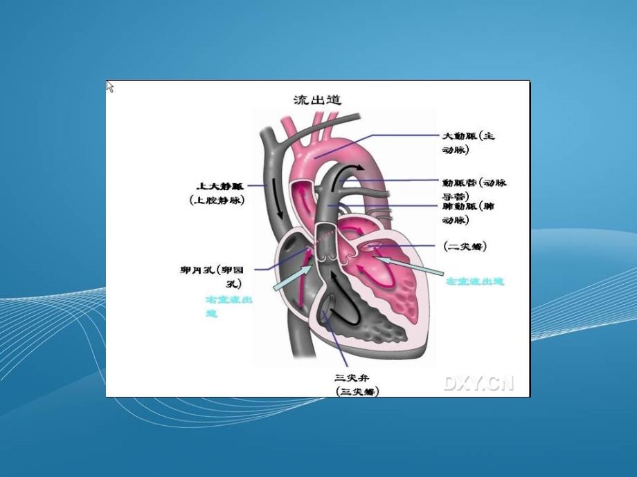 胎儿心脏流出道观察以及彩色多普勒实际科学应用一_第4页