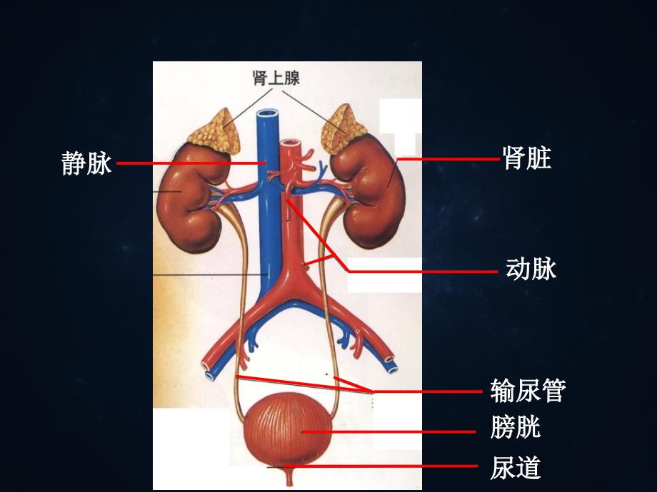 泌尿系统概述及常见症状体征概要_第2页