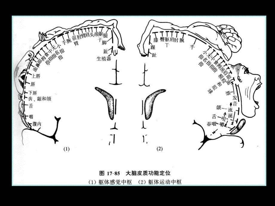 神经系统病例分析授课概要_第5页