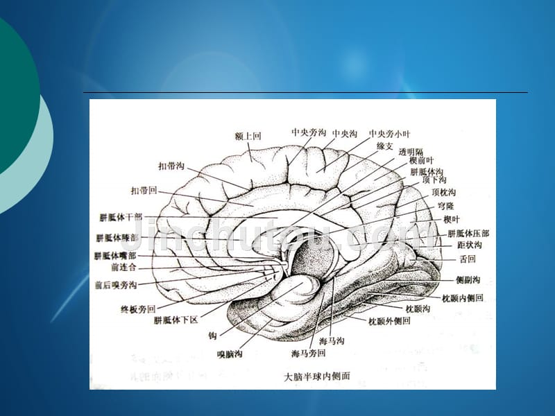 端脑以及间脑定位诊断_第4页