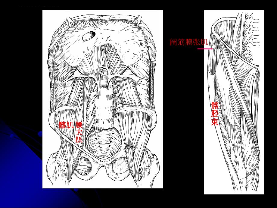 上肢下肢总结.ppt_第4页