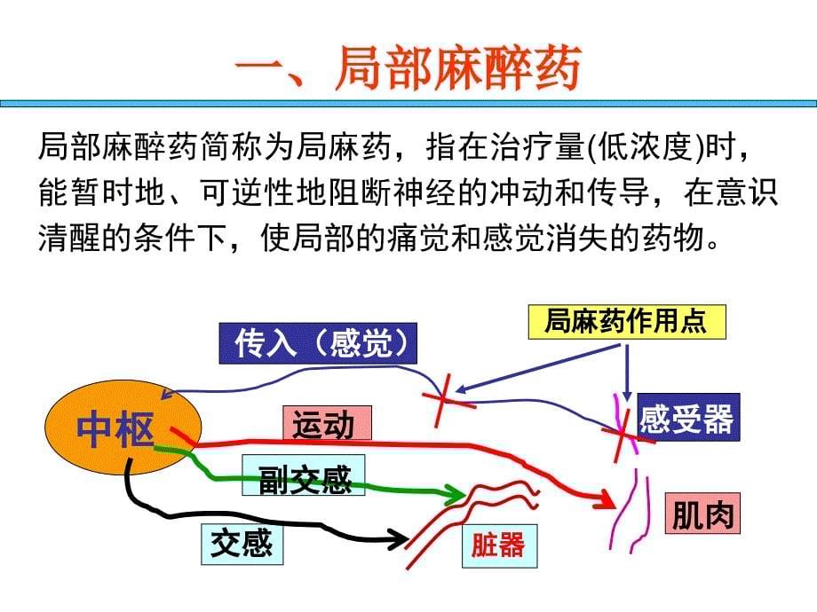 2013执业兽医资格考试药理学作用于外周神经系统的药物.ppt_第5页