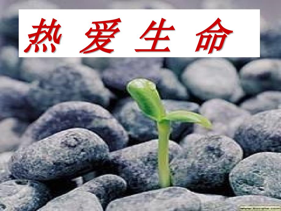 《热爱生命》公开课课件.ppt_第1页