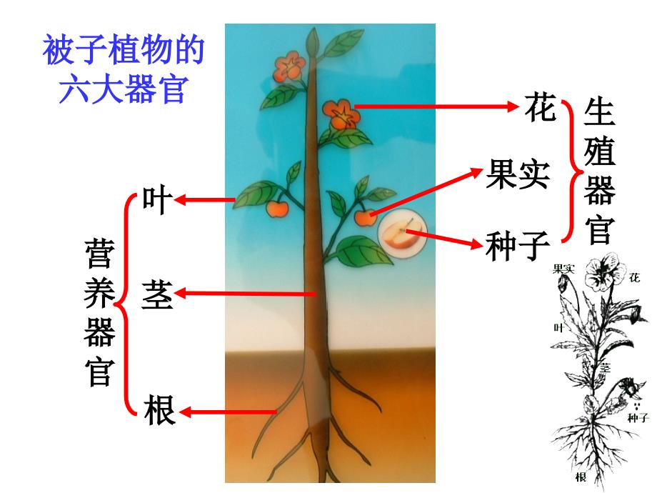 生物体的结构层次(第二课时组织、器官、系统)_第3页