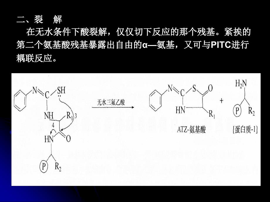 第五课蛋白质和多肽的氨基酸序列测定资料_第4页