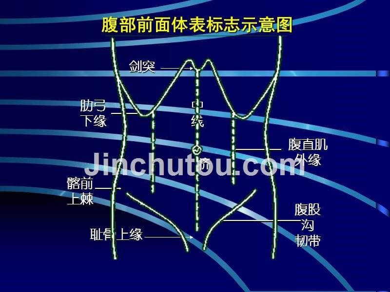 腹部以及脊柱四肢检查_第5页