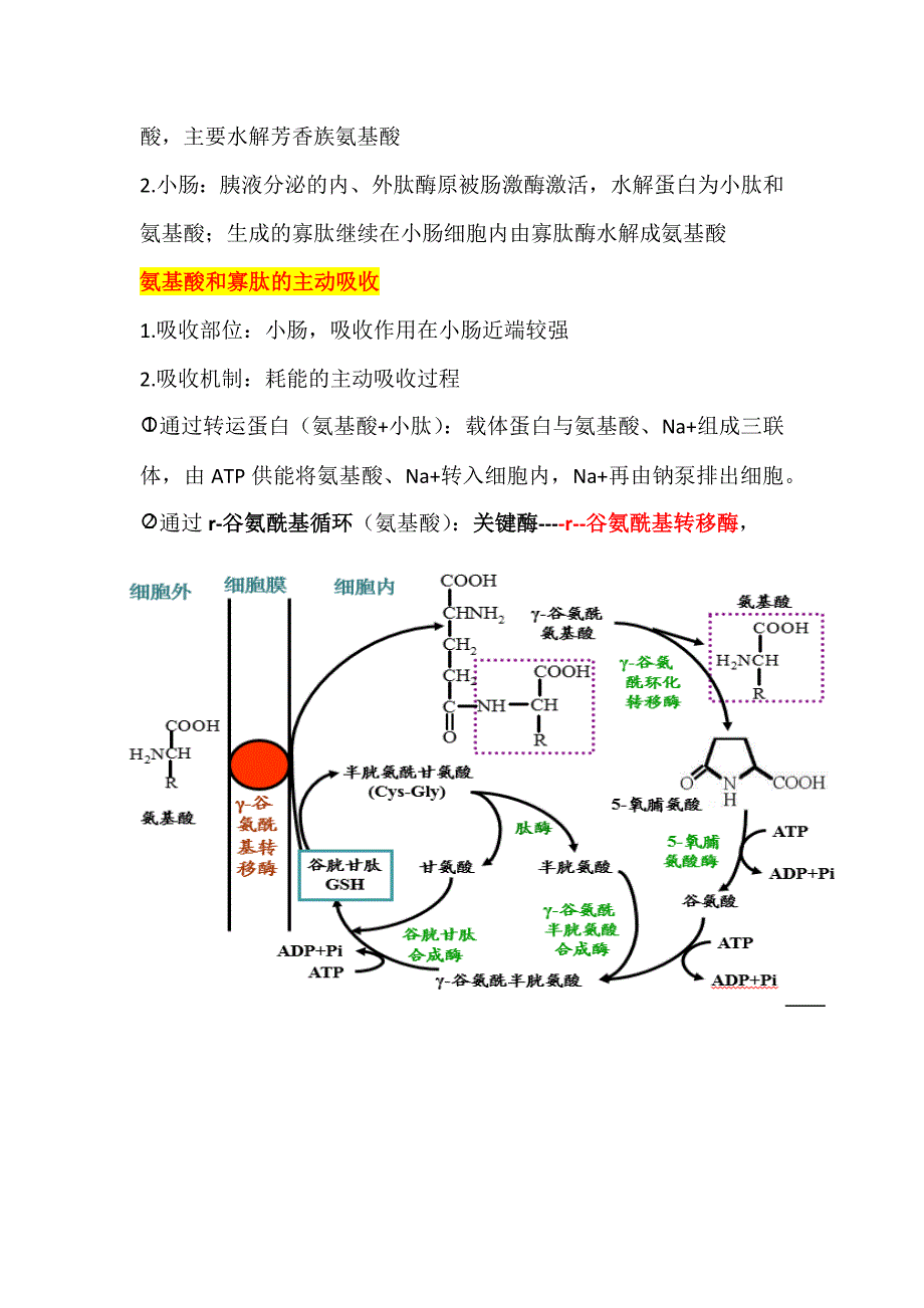 生物化学氨基酸代谢知识点总结概要_第2页