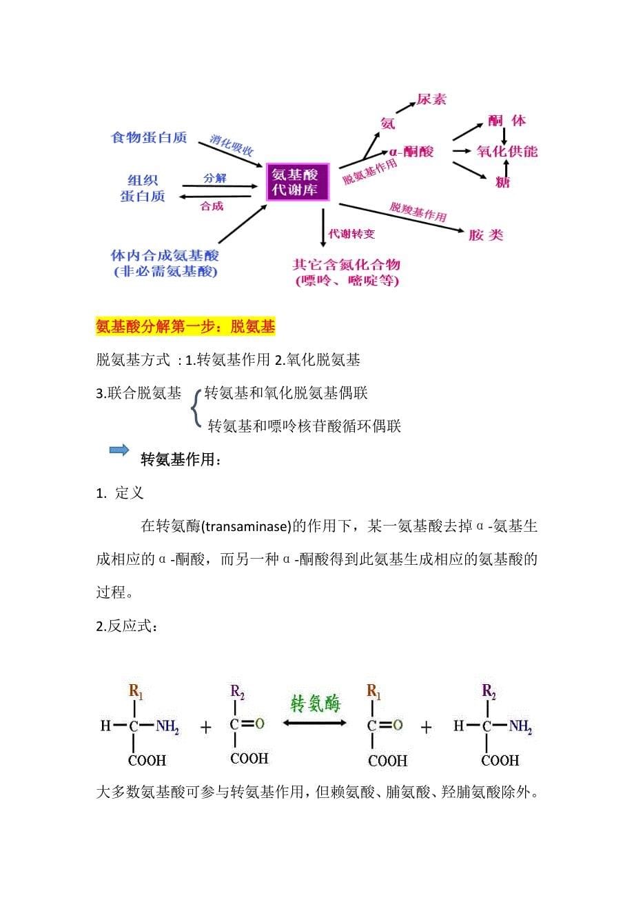 生物化学氨基酸代谢知识点总结概要_第5页