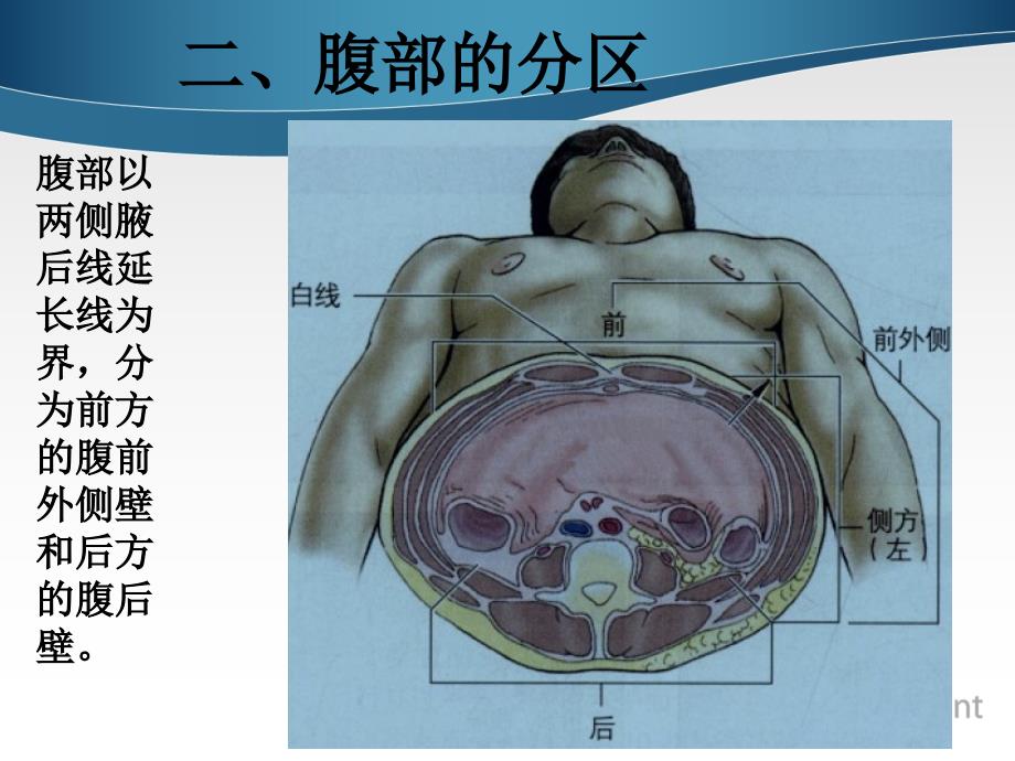 腹部表面解剖资料_第4页