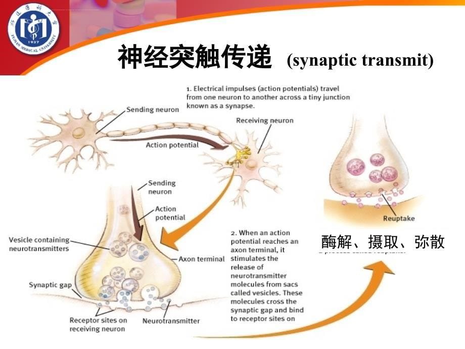 中枢神经系统药理学概论.ppt_第5页