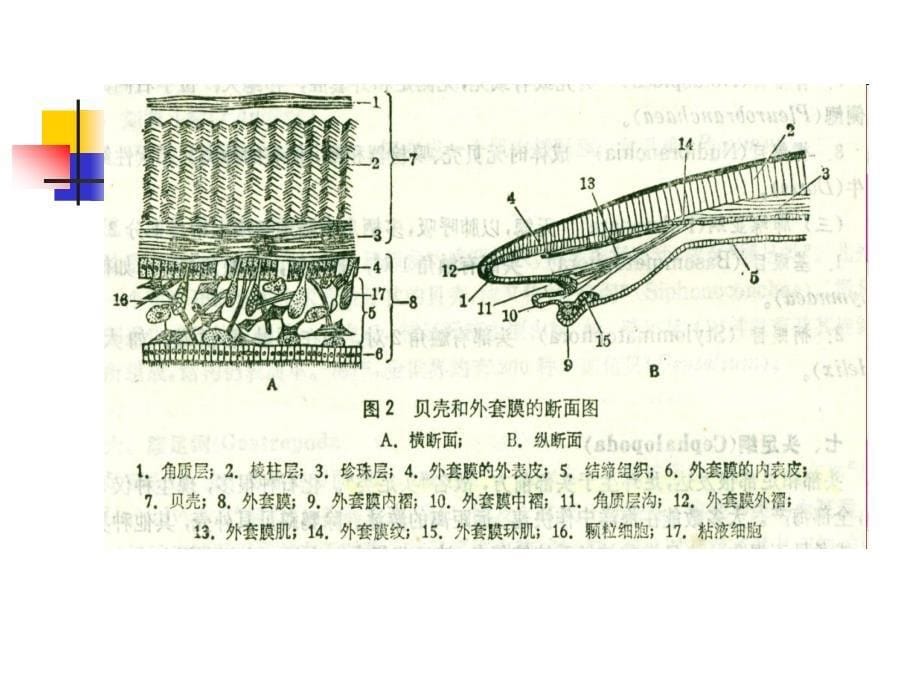 第二章_贝类的外部形态资料_第5页