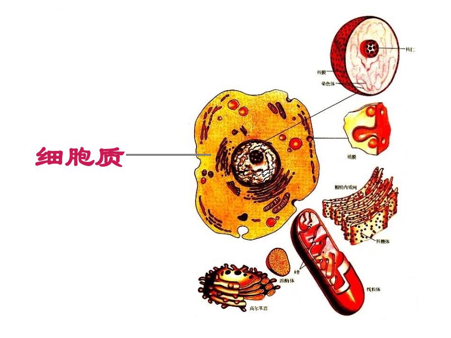 《医用细胞生物学》课件七-八-九核糖体与内膜系统_1.ppt_第2页